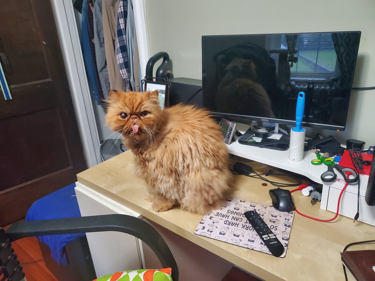 OscarTheFurry's tweet photo. It's rainy and cold so We are helping with the computer stuff #ITcat https://t.co/hSpzWN9wm3