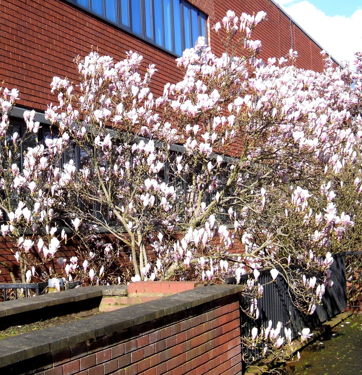 CrewePov's tweet image. Magnolia planted to greet visitors to the original Police Station entrance will outlive the Library. #Crewe #TheEndlessChurn #RetroFirst