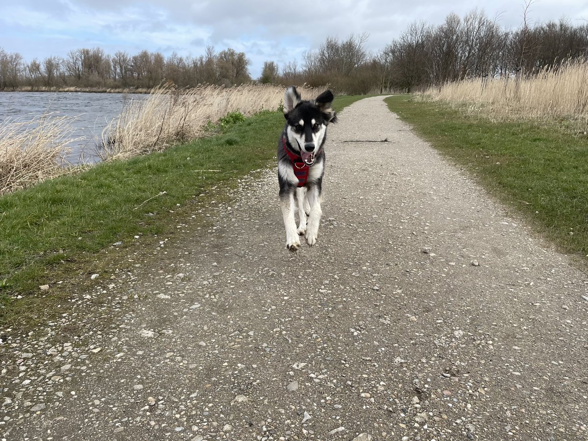 Miss Happy Face has a new harness so we had a nice long walk this morning. One hour and a half later she was exhausted…and so was I!