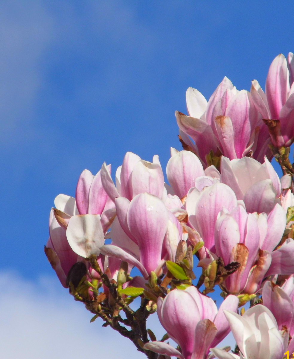 CrewePov's tweet image. Magnolia planted to greet visitors to the original Police Station entrance will outlive the Library. #Crewe #TheEndlessChurn #RetroFirst