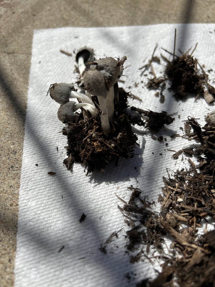 Please help ID'ing fungus:
-central Texas garden
-sprouted overnight next to corn
-generic musty/mushroom smell when disturbed
-very light for their size (stems seemed hollow)
-no staining when cut (caps darken where touched, seen in side view pic).
#mycologist #fungus #mushrooms