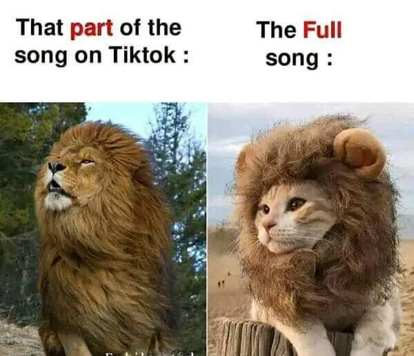 WholesomeMeme's tweet image. 