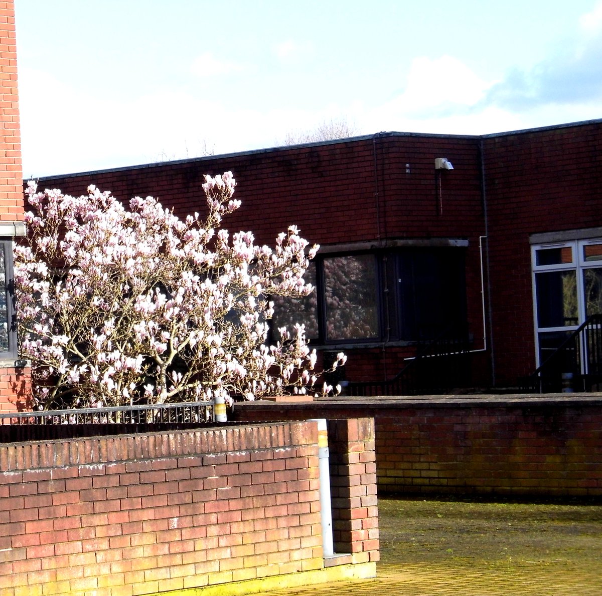 CrewePov's tweet image. Magnolia planted to greet visitors to the original Police Station entrance will outlive the Library. #Crewe #TheEndlessChurn #RetroFirst