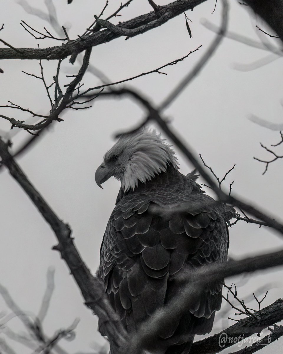 notjared_b's tweet image. B&amp;amp;W kind of day #marchreflectionchallenge entry in the mix too.