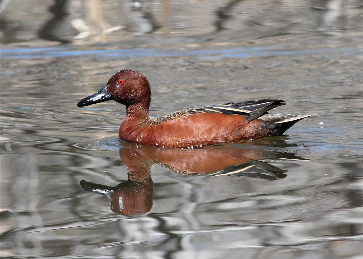 frontrangebird's tweet image. April Bird Walk - mailchi.mp/frontrangebird…