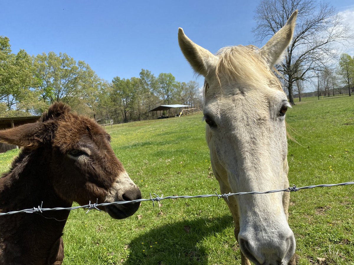 MelindaHoward4's tweet photo. Seen on todayโs run:
Mr Donkey didnโt want to share treats with Mr Horse this morning! #earsback #attitude #all4me https://t.co/80PV5e3PPF
