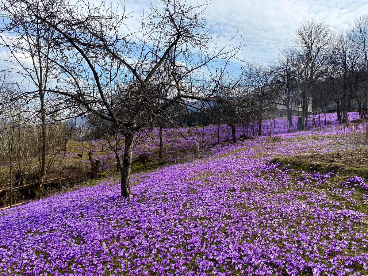 MargoGontar's tweet photo. Kolochava village, Zakarpattia, Western Ukraine, right now 🌸 

📸 Viktor Pavlysh https://t.co/eclQX0O7Cd