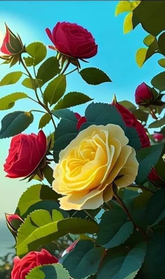 مبارك الشمري (@mbarkalshmry8) on Twitter photo 