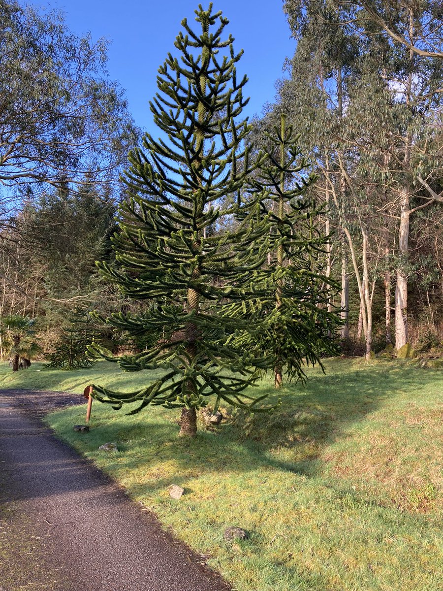 Garvachy11's tweet photo. A walk this morning before #StrathEd writing group. My brain was busy like the forest garden and I wanted some structure like the Monkey Puzzle. Thanks to my daughter @musicmisspat I brought some clarity to my data coding. https://t.co/mZBjkdG9j5
