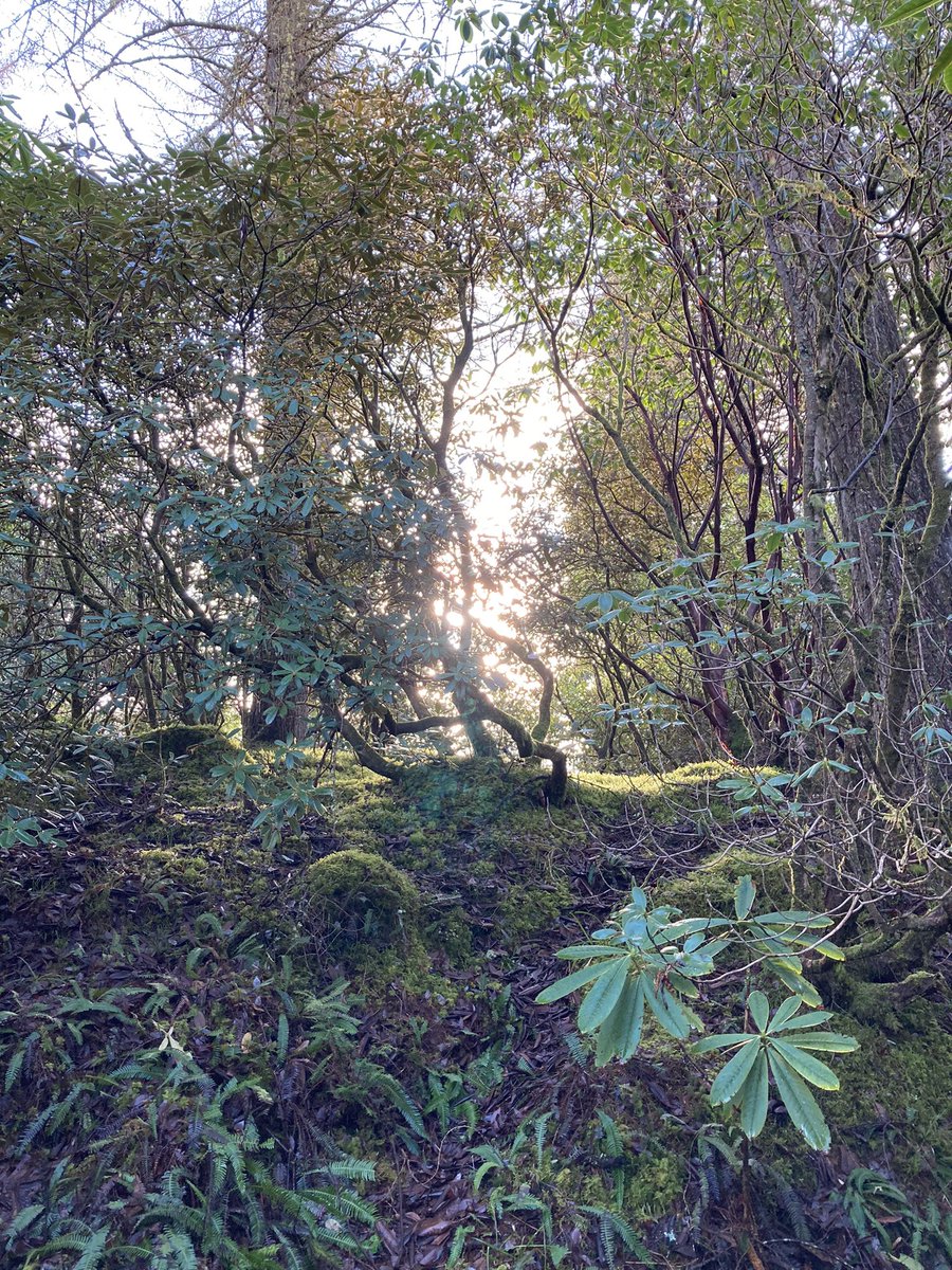 Garvachy11's tweet photo. A walk this morning before #StrathEd writing group. My brain was busy like the forest garden and I wanted some structure like the Monkey Puzzle. Thanks to my daughter @musicmisspat I brought some clarity to my data coding. https://t.co/mZBjkdG9j5