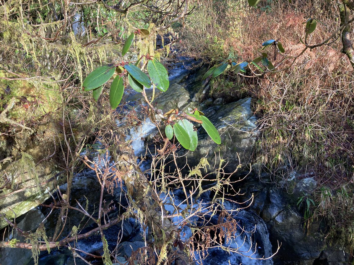 Garvachy11's tweet photo. A walk this morning before #StrathEd writing group. My brain was busy like the forest garden and I wanted some structure like the Monkey Puzzle. Thanks to my daughter @musicmisspat I brought some clarity to my data coding. https://t.co/mZBjkdG9j5