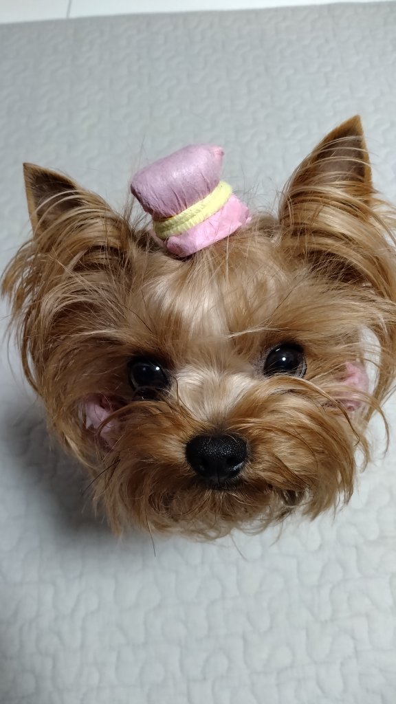 「ママさん　頭イタイタだから
　いっぱい元気が出るおまじないしたでしゅ
　そしたら　パパさんのお部屋に連れて来られちゃったでしゅ〜」byエンジェル

偏頭痛の時の　全力応援と全力アタックはしんどいの〜😥
気持ちだけ貰っておくね
#ヨーキー #ヨークシャーテリア
#甘えん坊天使は何時でも全力