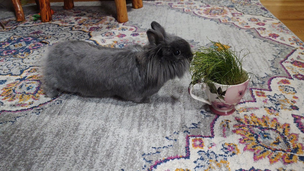 FooFooJuni's tweet photo. @MnTom5 Hello friend! Here I am trying wheat grass! I was skeptical at first, but it was tasty. Hang in there! ❤️ https://t.co/Vw6pWxwEnY