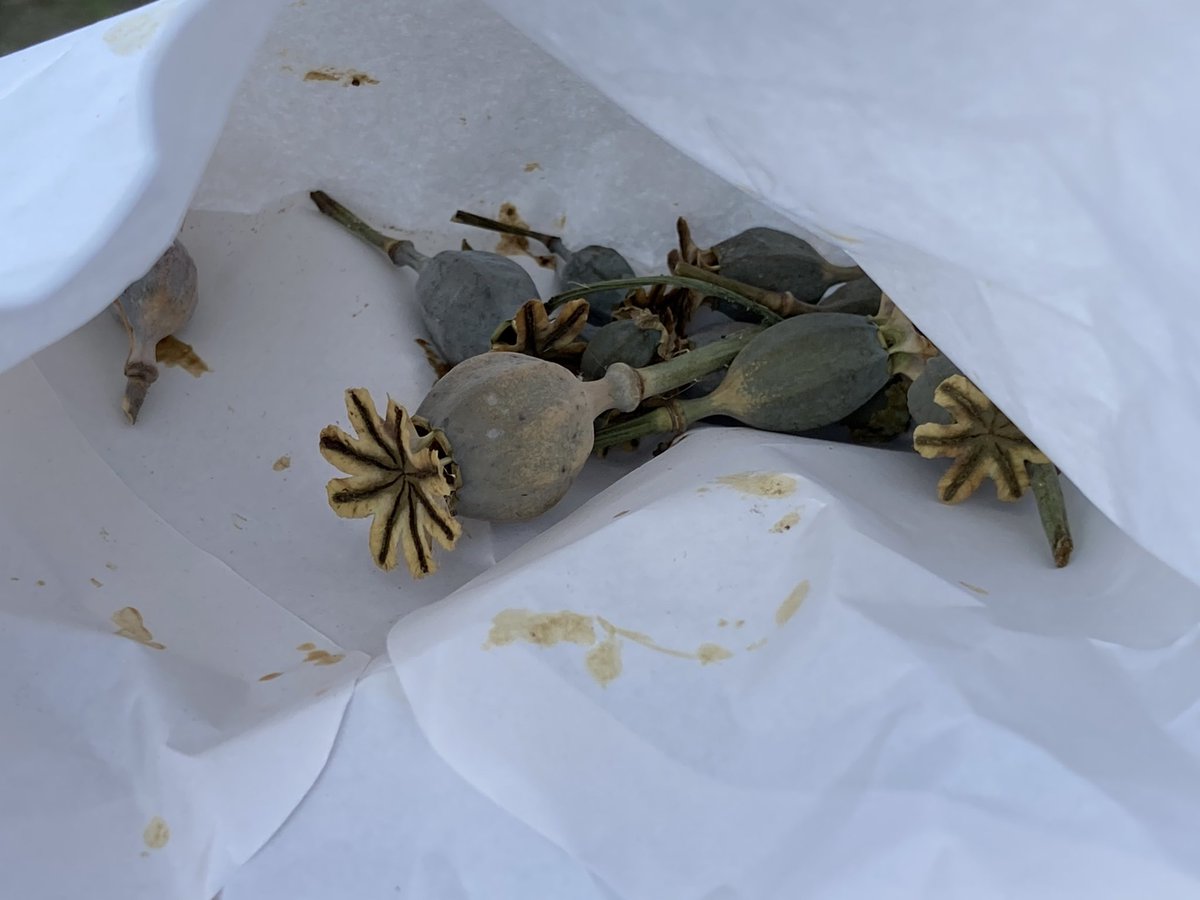 Concordmoose's tweet image. That’s the poppies sown in the verge. Bring on the frost/cold. Beautiful things. Masses of seeds in the single tiny pod. #naturespatterns