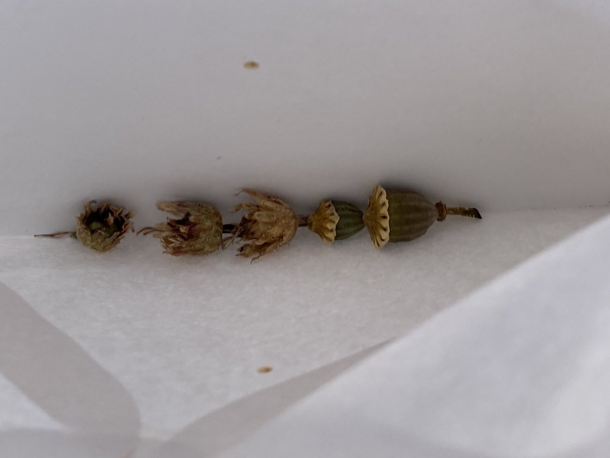 Concordmoose's tweet image. That’s the poppies sown in the verge. Bring on the frost/cold. Beautiful things. Masses of seeds in the single tiny pod. #naturespatterns