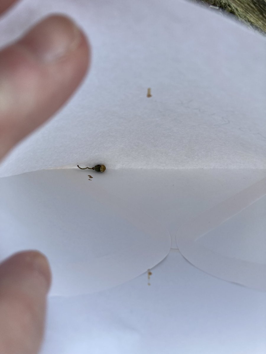 Concordmoose's tweet image. That’s the poppies sown in the verge. Bring on the frost/cold. Beautiful things. Masses of seeds in the single tiny pod. #naturespatterns