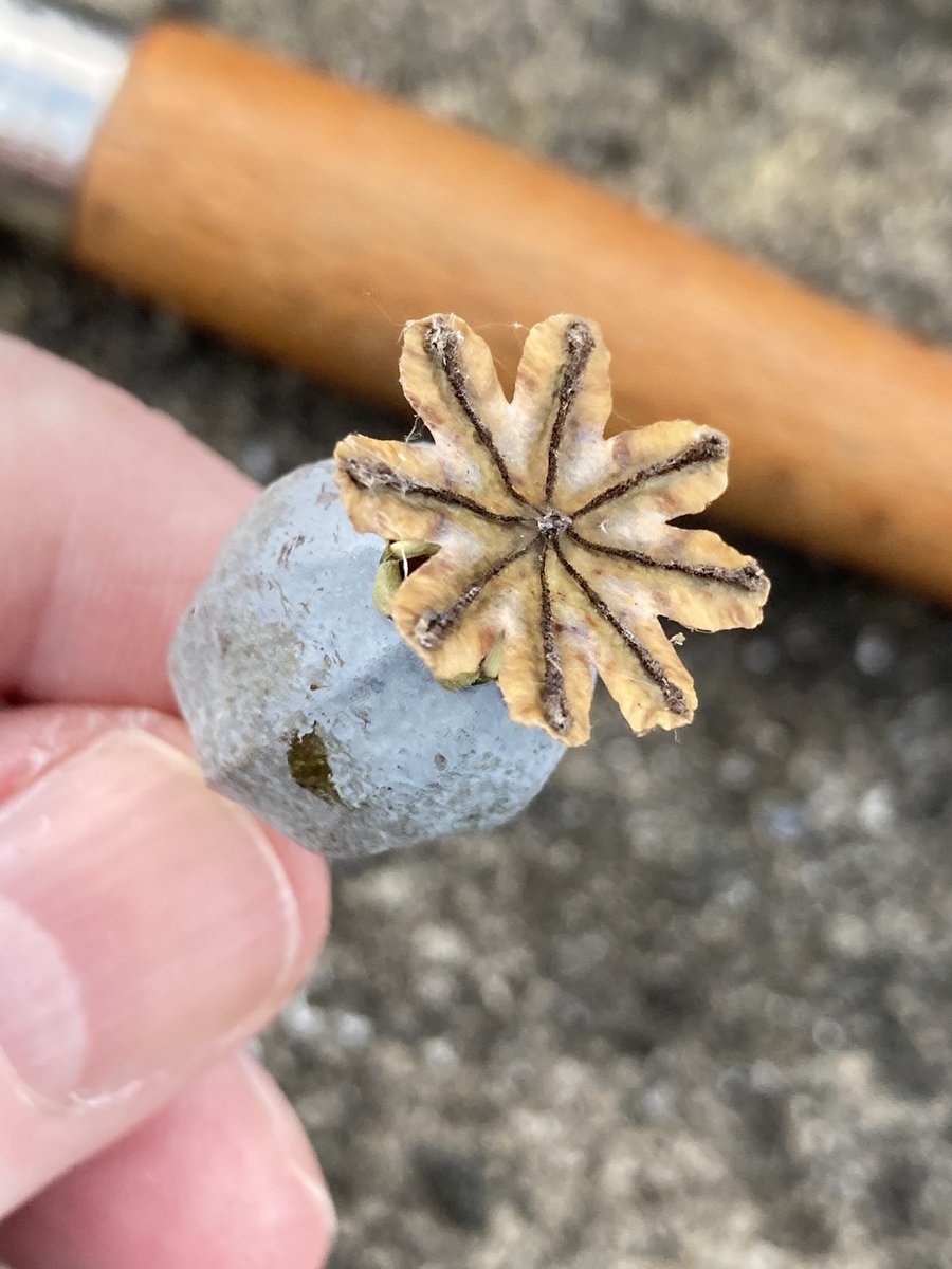 Concordmoose's tweet image. That’s the poppies sown in the verge. Bring on the frost/cold. Beautiful things. Masses of seeds in the single tiny pod. #naturespatterns
