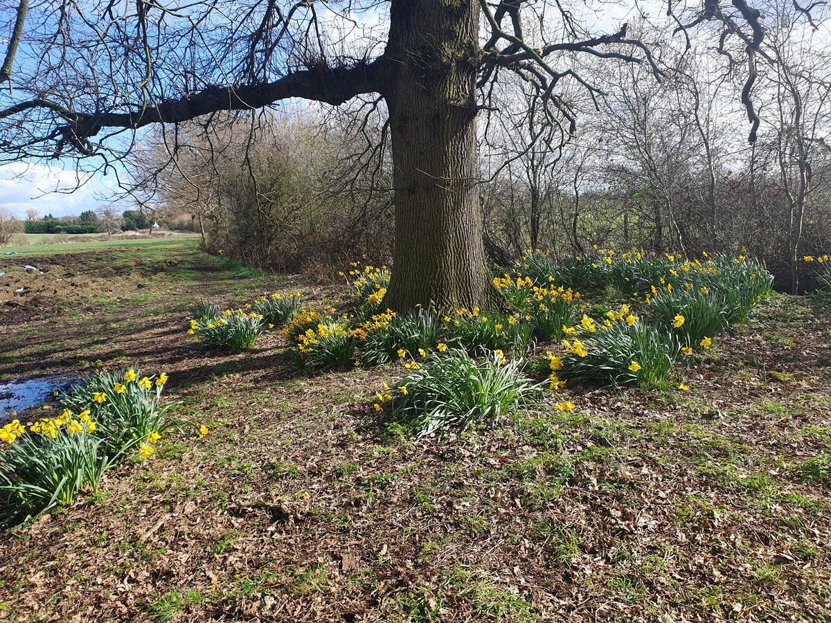 realhummers's tweet photo. Springs coming 🌱 this afternoons walk with @j_whitelegg 🚶‍♀️🚶‍♂️ https://t.co/FGgZFWJ5gB