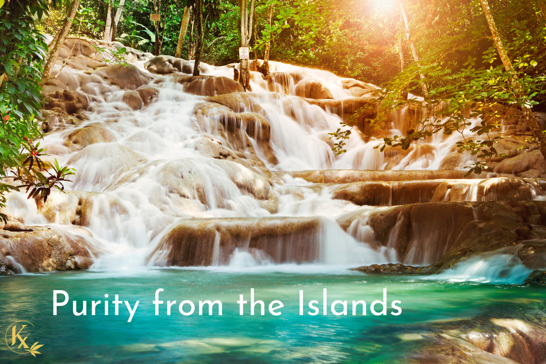 Kx Family Care, purity from the islands 🏝️💛🌿 ​​​​​​​​​​​​​​​​

kxfamilycare.com ​​​​​​​​
#kxfamilycare #plantbasedpersonalcare #planbasedproducts #trulynatural #hairandbeardoil #painreliefbalm #giftsforhim #giftsforher #w