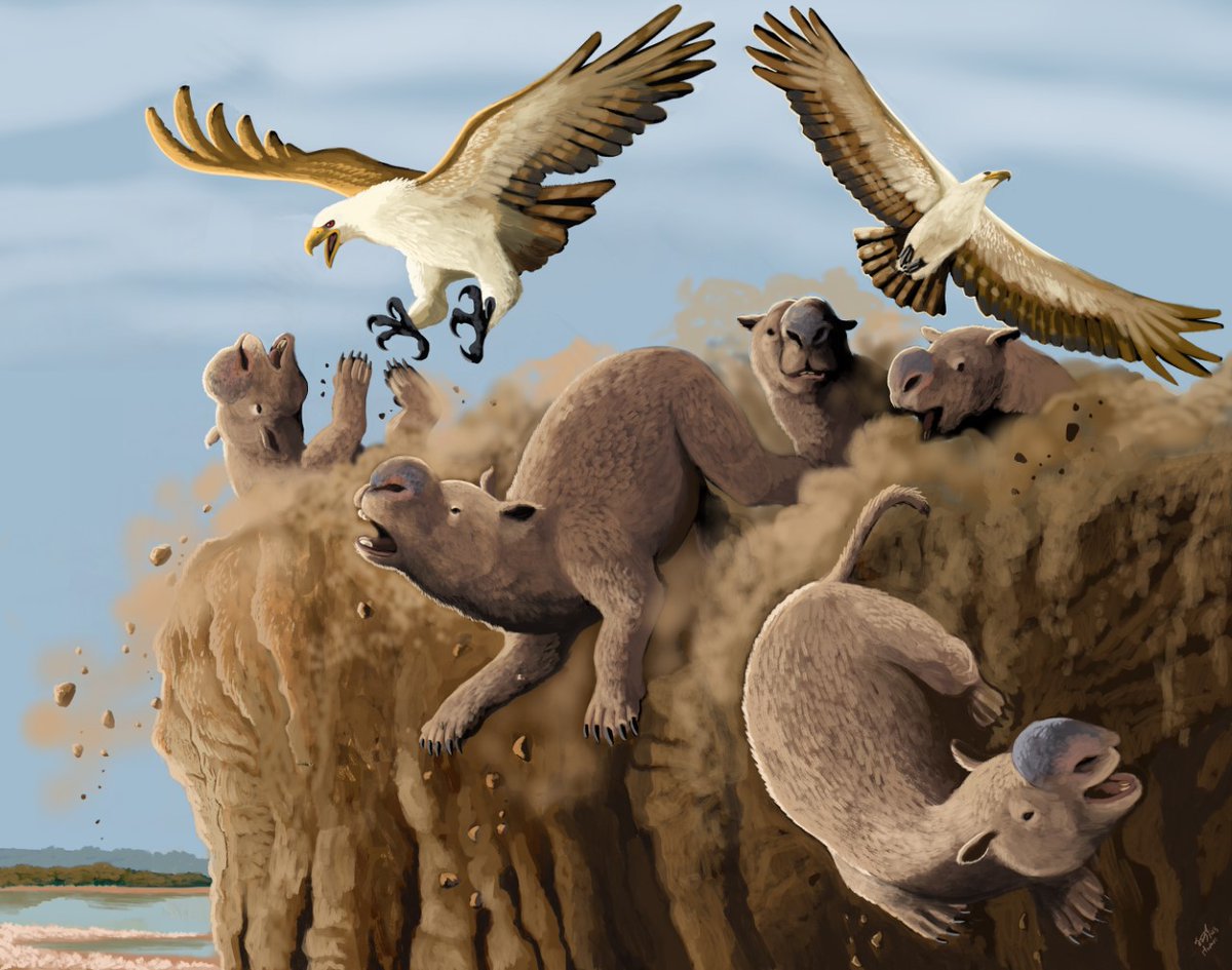 A couple Dynatoaetus cause a panic in a diprotodont herd, causing them to fall off a cliff. The eagles will then feast on the carcasses. Inspired by the discovery of a giant eagle from the Australian Pleistocene AND cases of golden eagles pulling this trick on horses and cows!