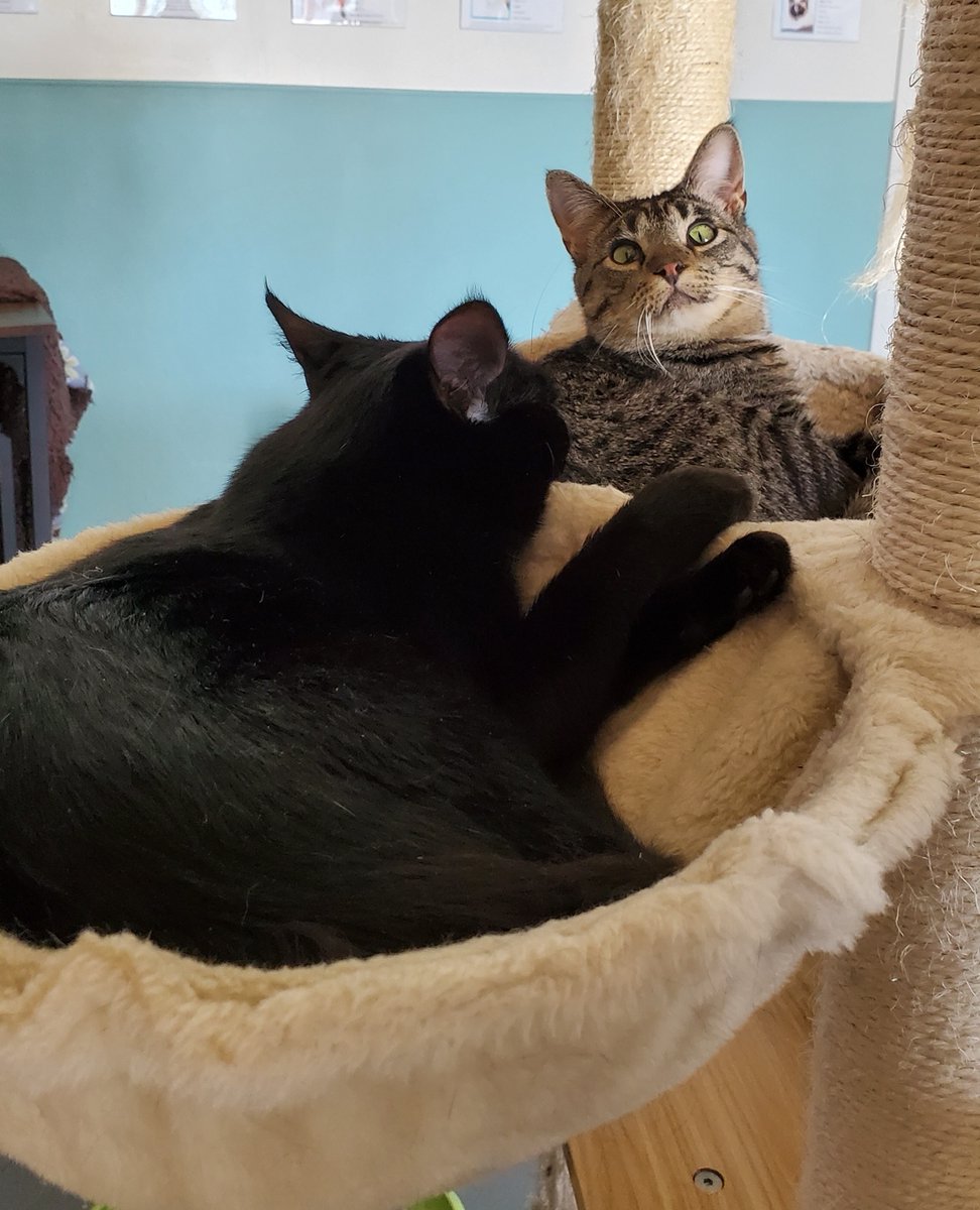 Meet Ally and Pluto! These two best friends are inseparable. This month they were adopted together and are very happy in their new home. 😻💕

Learn more about adoptable cats at towncats.org. Link in bio 👈️

#towncats #plutoandally #adoptdontshop #adoption #caturday