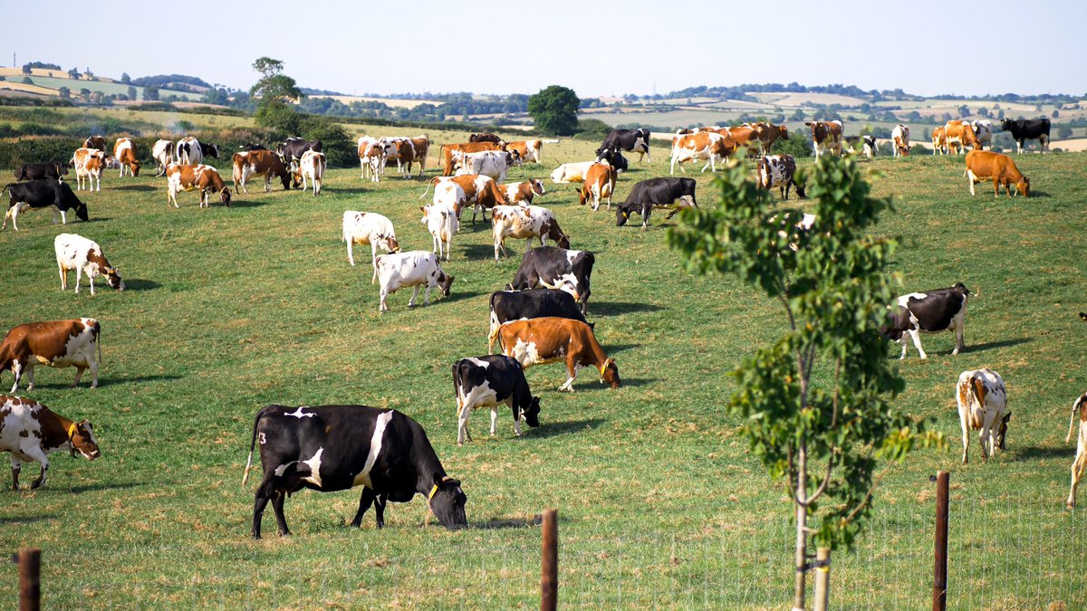 ClawsonFarms_'s tweet image. Did you know changing clocks for British Summer Time helps dairy farmers make the most of natural light? Let's raise a glass of milk to our hardworking farmers who keep us supplied with delicious dairy products! #BritishSummerTime #DairyFarmers #SupportLocalFarms #ClawsonDairy