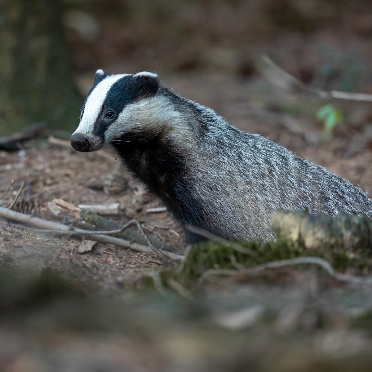ConservCareers's tweet photo. 🦡 Job Alert | Part-time Research Coordinator with @BadgerTrust 🦡
Want to help design and coordinate a large field research project to help conserve and protect badgers?
Find out more at https://t.co/Ap2thp9bK1
#ConservationCareers #ConservationJobs #ConservationCommunity https://t.co/hcQtejjxsc