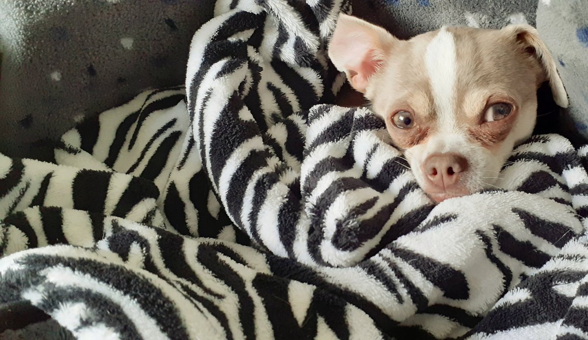 Happy Saturday, hope everyone is cosy like me 🥰🐶 #dogsoftwitter #ZSHQ #chisquad #SaturdayVibes