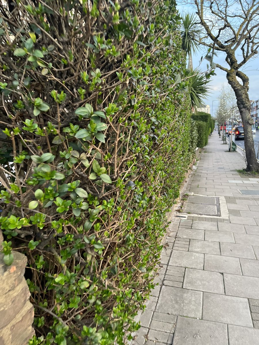dy1anmurray's tweet photo. I know I ain’t the only one that always picks leaves of these bushes every time I walk past.. surely https://t.co/ylWA3Y74CI