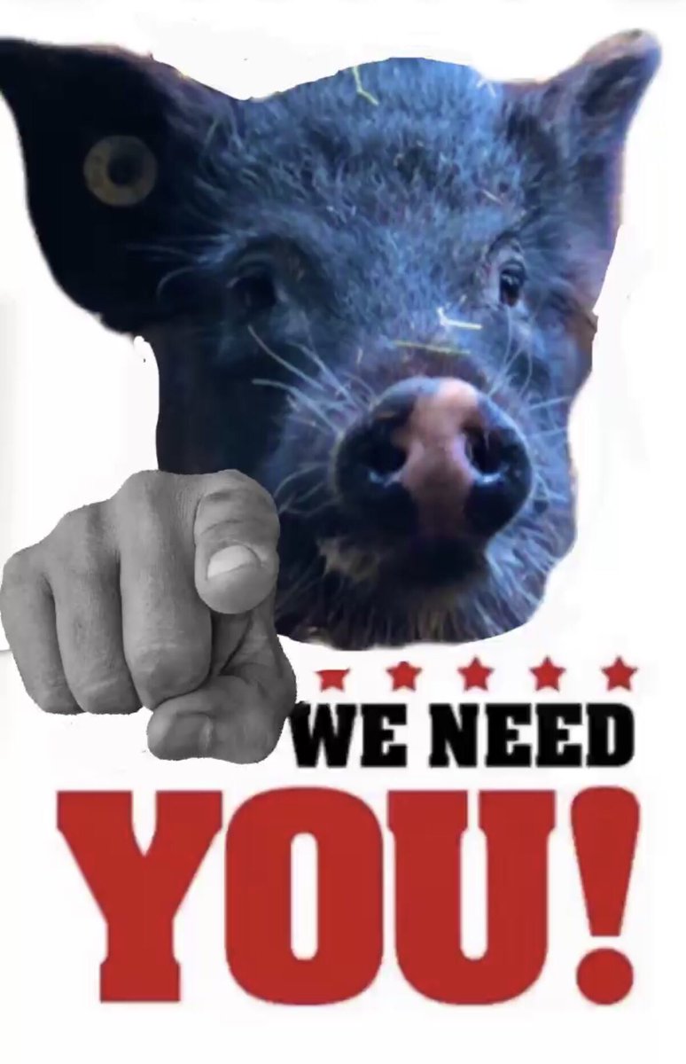 The Waterside Pigs tweet media