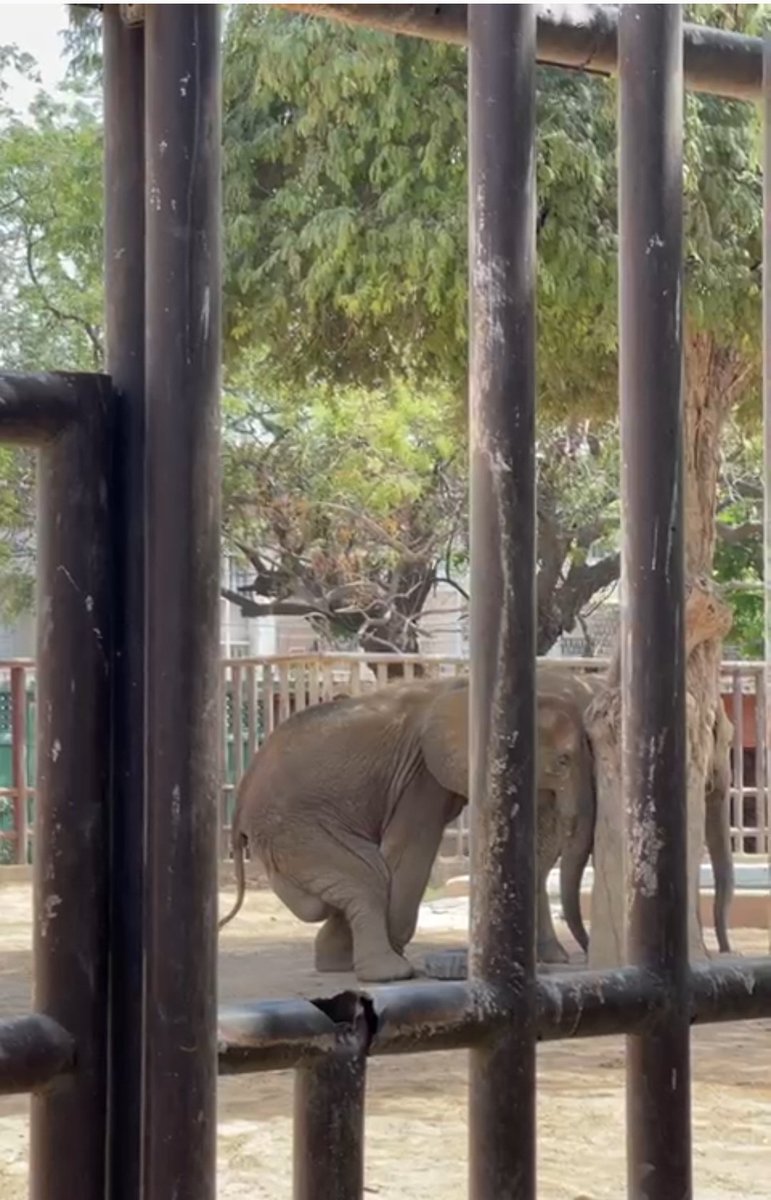 foziaTahir's tweet photo. My students and I visited the Karachi zoo today. Noor Jahan is not well. The abscess makes her cross her legs and she is looking for support all the time. The support isn't coming early enough.she needs the doctors now and about time we let the animals free! #letsreclaimkarachi https://t.co/y6aGKxvczd