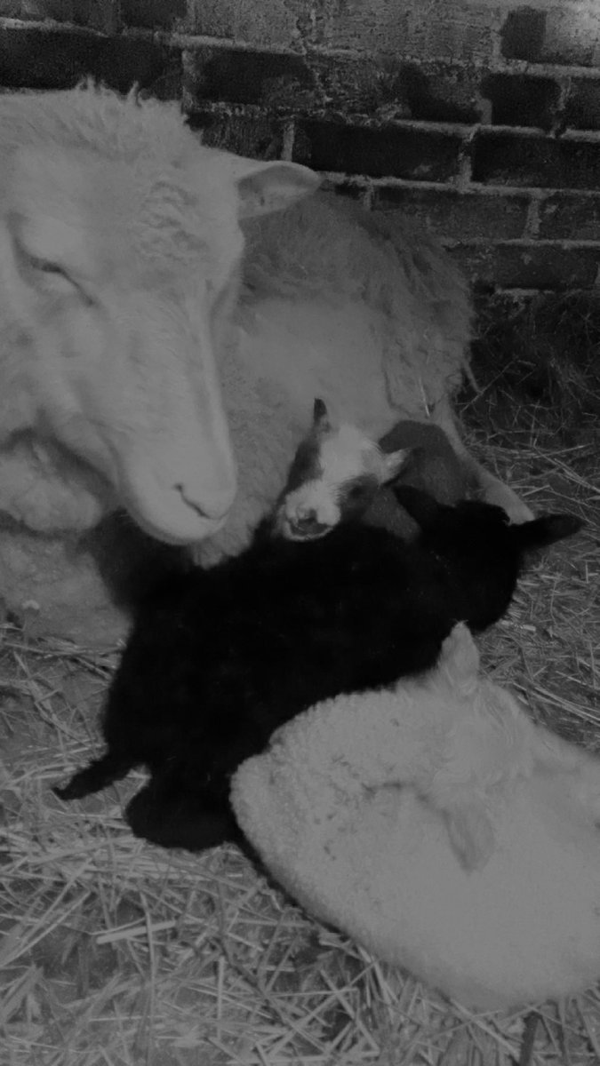 Koivurinteen tilan ensimmäiset karitsat syntyivät tänään❤️ <a href="/PuijoWolleyN/">puijonnaiset</a> välierähengessä karitsat nimettiin Pekka, Timo ja Oksi😅#koivurinne#suomenlammas