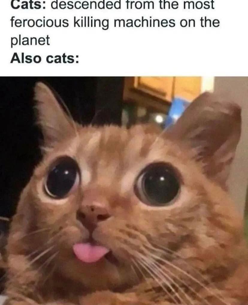 WholesomeMemes (@wholesomememe) on Twitter photo 