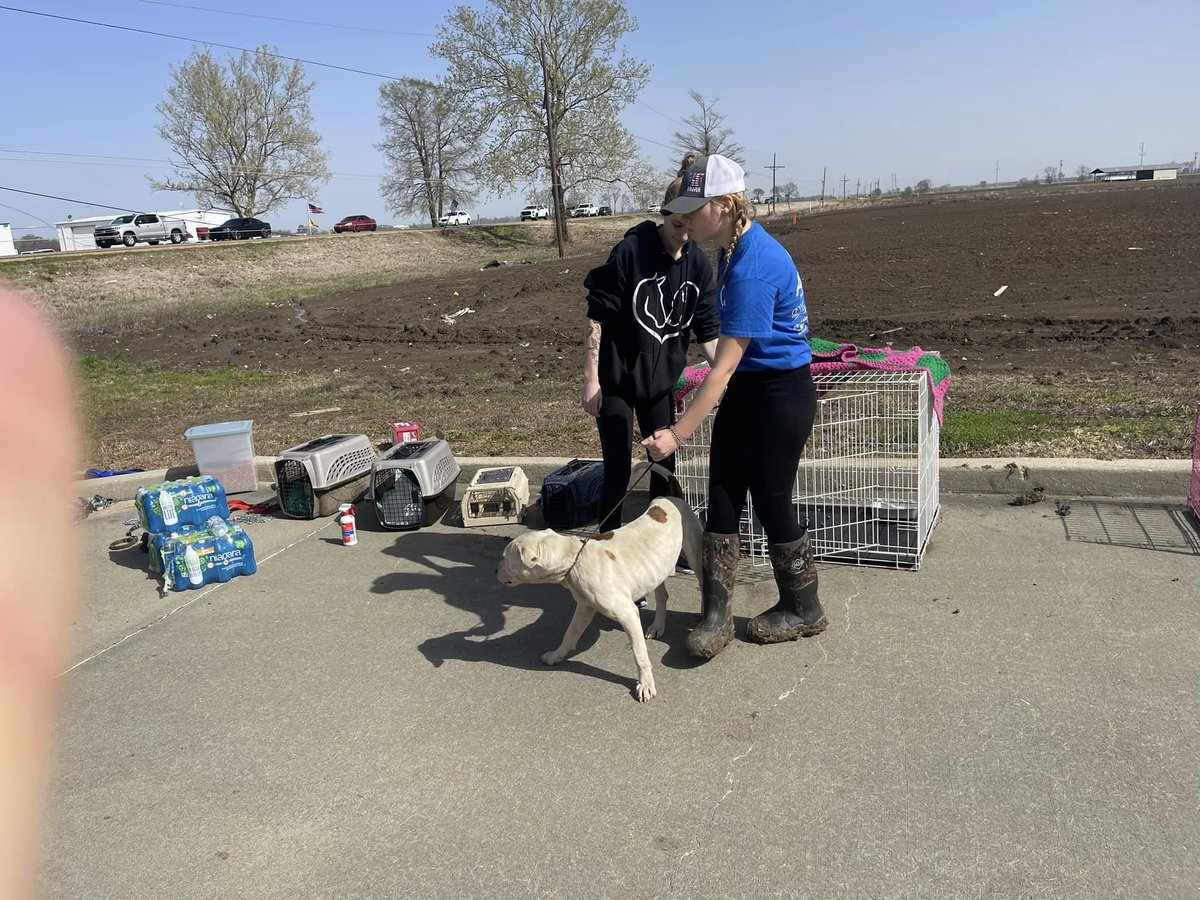 RealMiBaWi's tweet photo. #Mississippi #Tornado > #AnimalRescue is meeting at Dollar General Market in #RollingFork. 

Michealle Tyner, founder of South Delta Animal Rescue Shelter, who lost 6 dogs and the shelter last night, was reunited with some of her dogs today.

📸 Gaila T. Oliver https://t.co/GStUeKrNb0