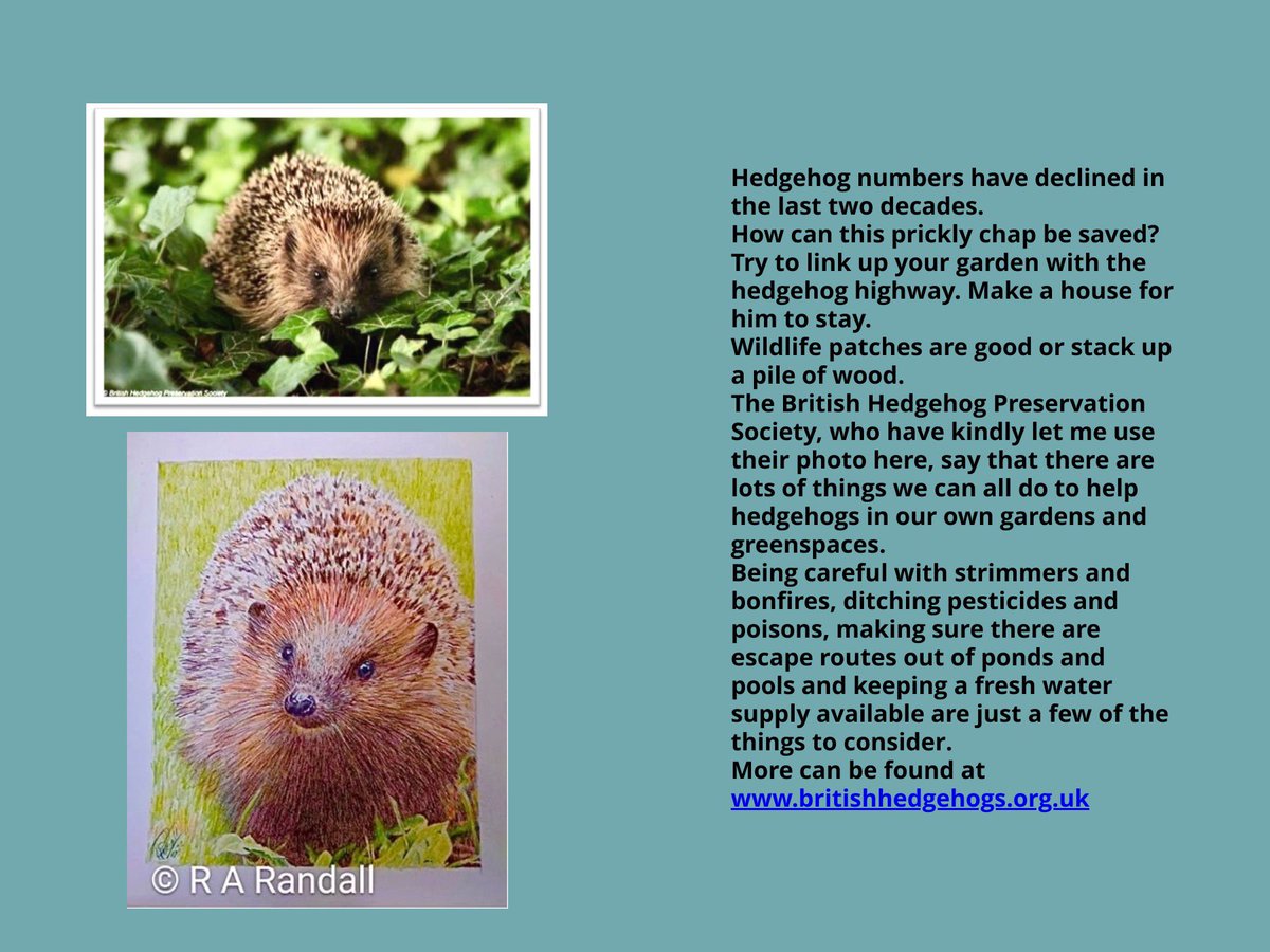 guardian442's tweet photo. More screenshots from Little Duck Lost book @CarlBovisNature @hedgehogsociety @StevenW33436788 @BenWaddams https://t.co/0YiPFTRffY