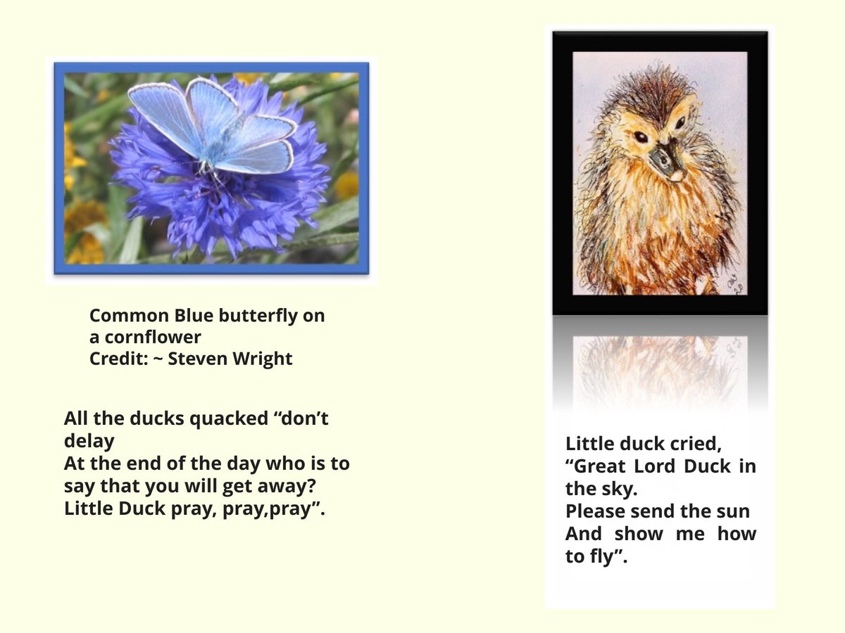 guardian442's tweet photo. More screenshots from Little Duck Lost book @CarlBovisNature @hedgehogsociety @StevenW33436788 @BenWaddams https://t.co/0YiPFTRffY