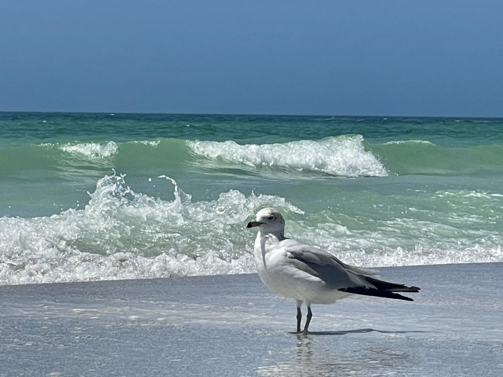 Jason_T_McC's tweet photo. My kinda day!! #BeachDay #CoquinaBeach @amichamber @ManateeGov ποΈ ποΈ π βοΈ #FloLiving https://t.co/RDZGFdS0OX