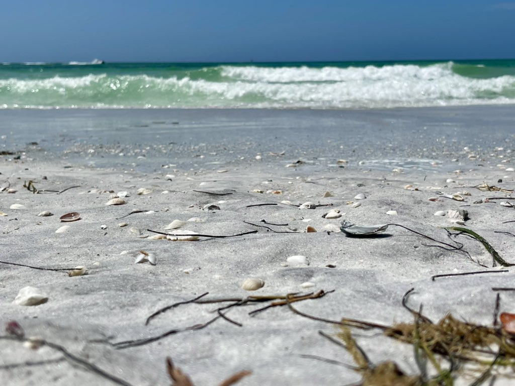 Jason_T_McC's tweet photo. My kinda day!! #BeachDay #CoquinaBeach @amichamber @ManateeGov ποΈ ποΈ π βοΈ #FloLiving https://t.co/RDZGFdS0OX