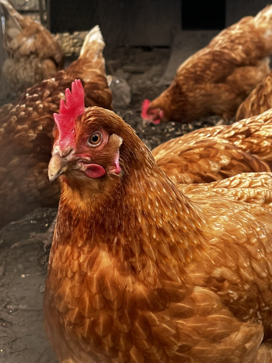 We absolutely LOVE getting to know these gorgeous girls better when we’re on weekend duty🐔☺️