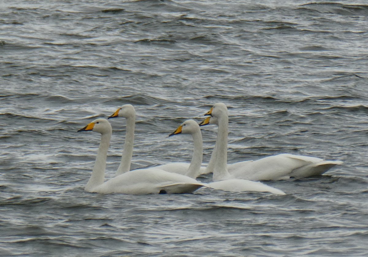 Valerie Gordon tweet media