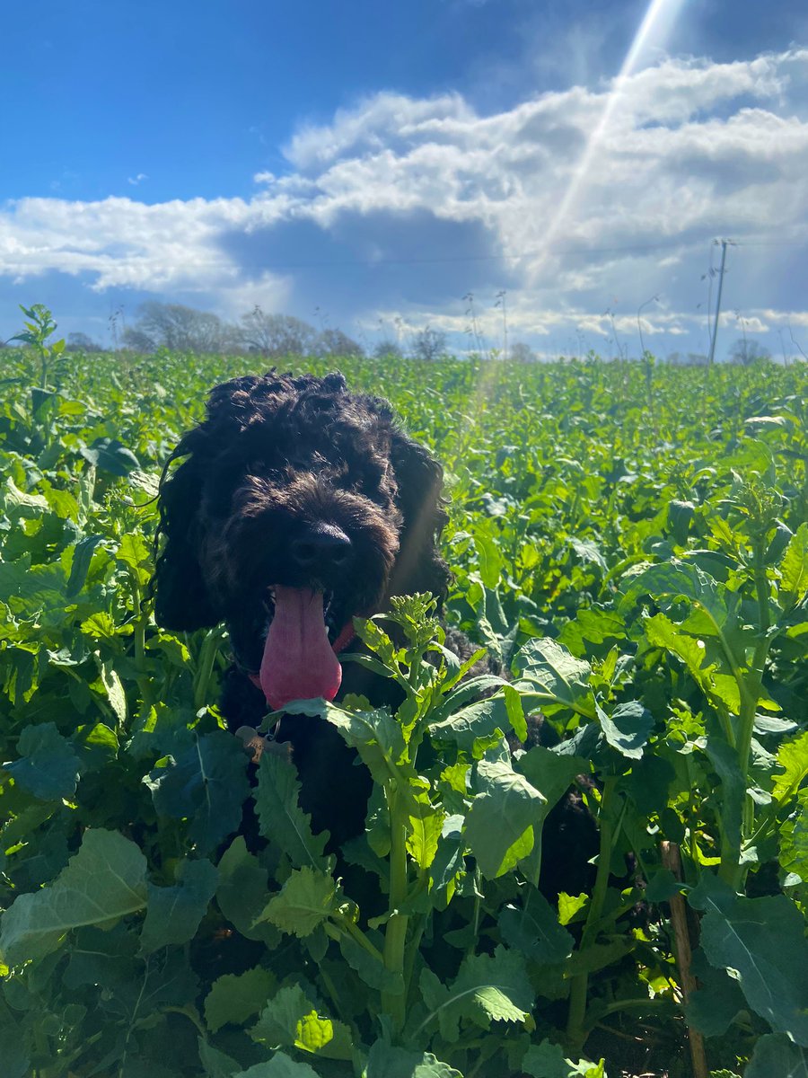 This field of Duplo OSR has Toby's approval -> was drilled with a companion crop to help fix N and deter flea beetle - farmers happy 👍🤷🏼‍♀️ <a href="/ADMAgriculture/">ADM Agriculture Ltd</a> <a href="/DSVUKSEEDS/">DSV United Kingdom</a>