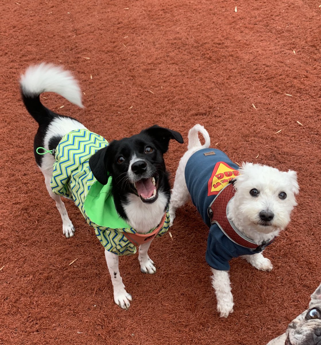 bugün bu ikili düğme su’yu dövebileceğini düşündü… çok pis dayak yerler diyen fav