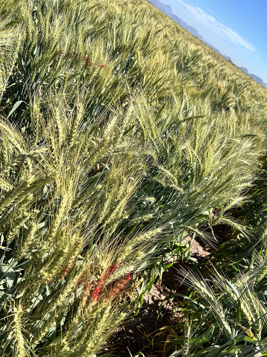 Leonardo Crespo tweet media