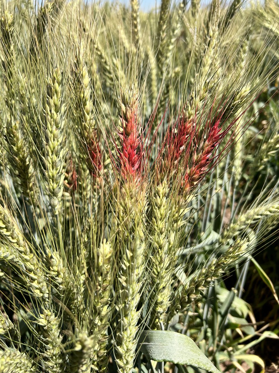 Leonardo Crespo tweet media