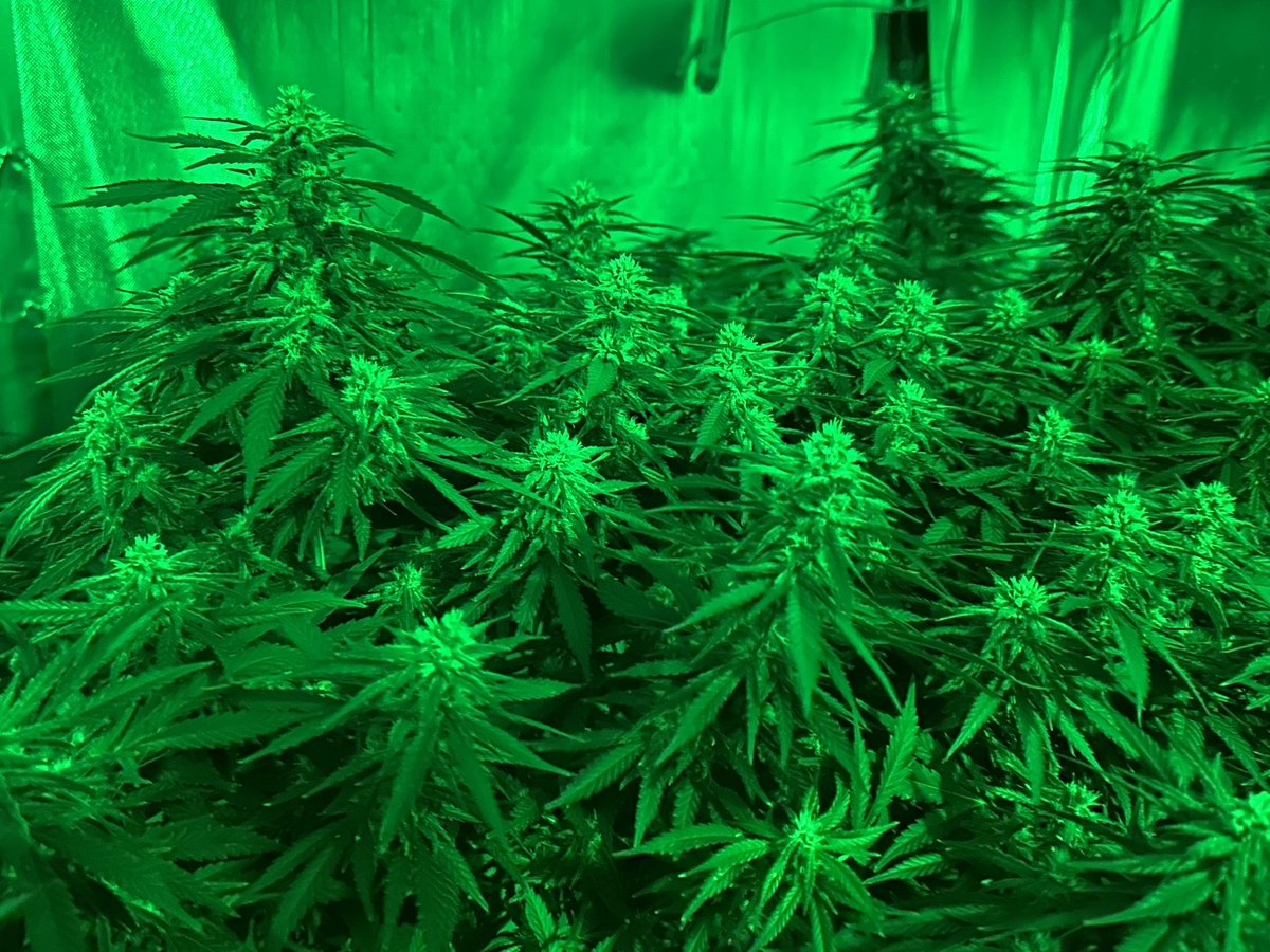 I love sneaking a peek at the girl while they sleep. Once a dad always a dad.