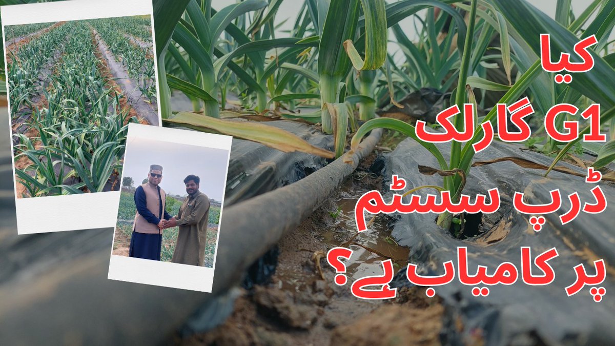 DripSprinkler's tweet photo. https://t.co/shGglFzYMn https://t.co/DsRvYId1Hk