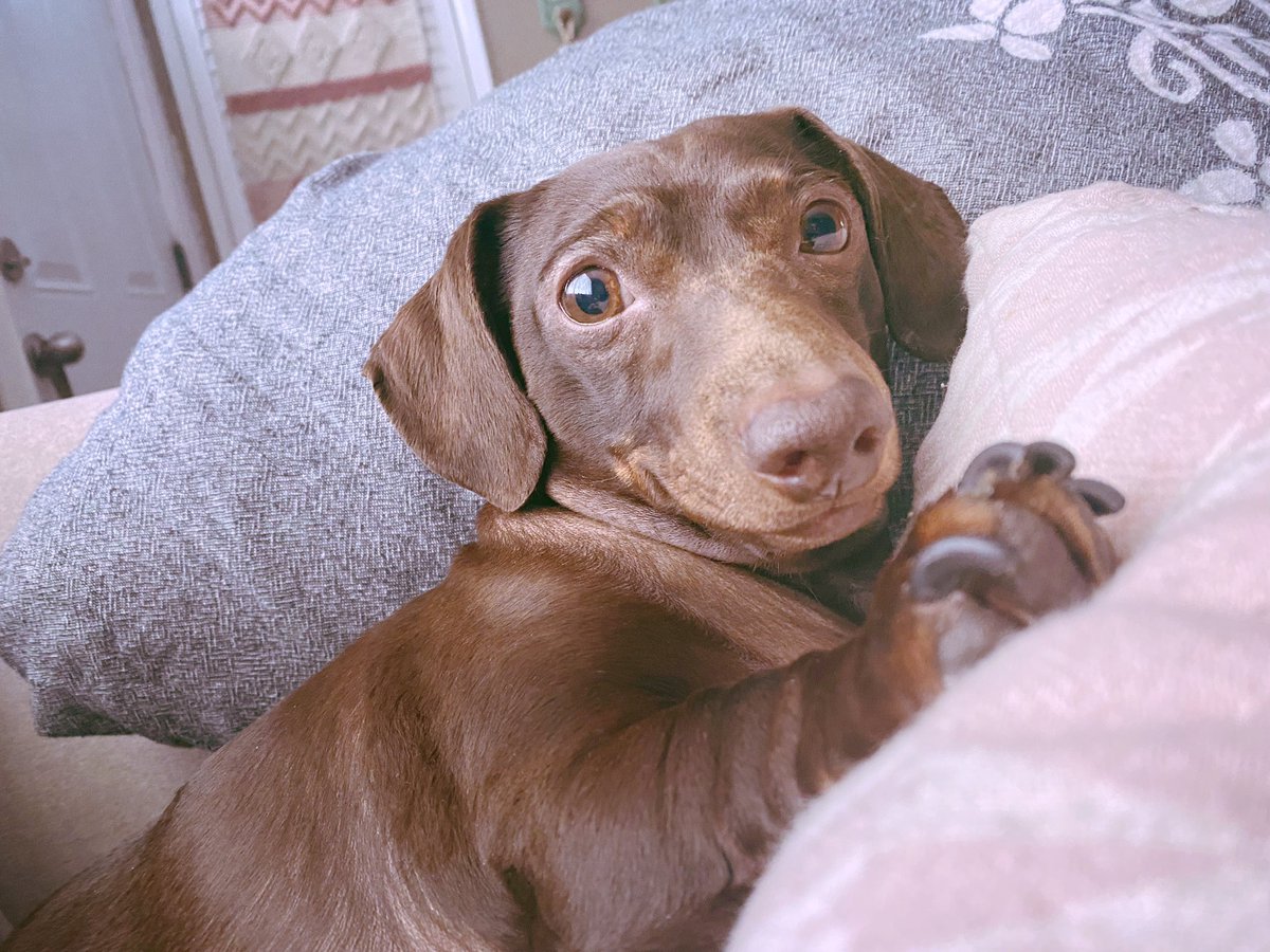 Brownie the Dachshund 🌈 tweet media
