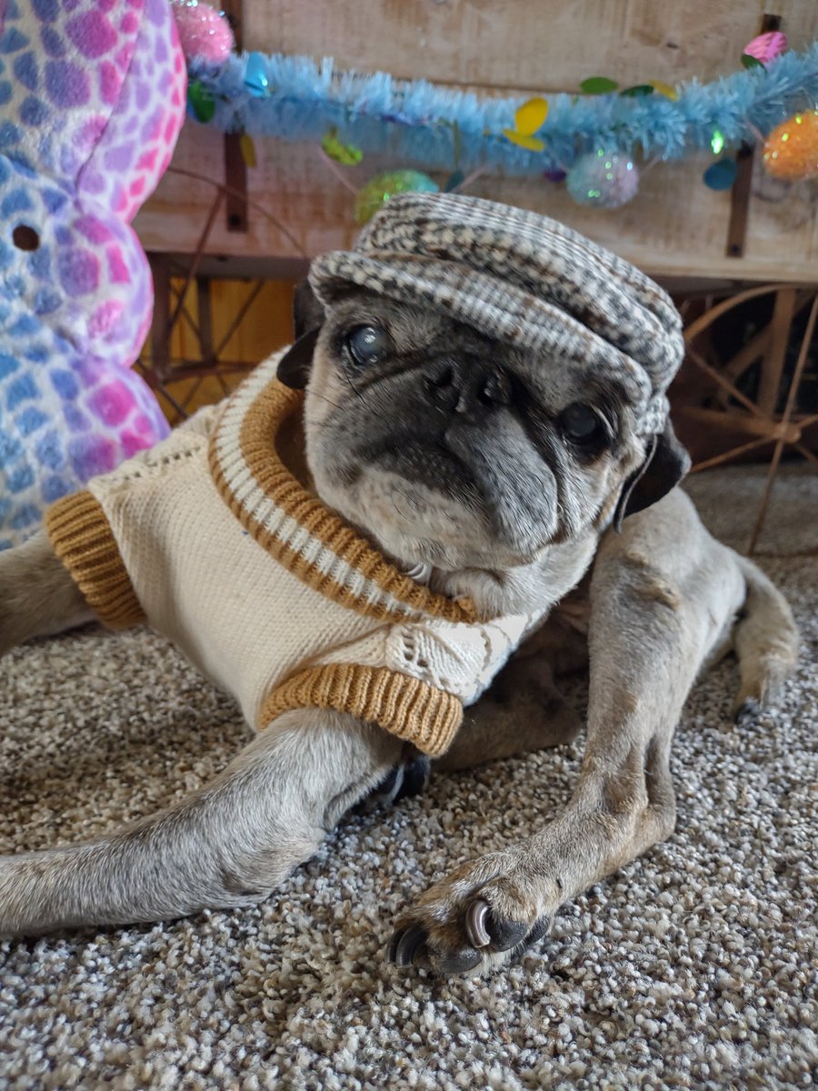 Technically tomorrow is #NationalHatDay but I couldn't wait to show you the new hat I got! Happy Saturday Twitter pals😃♥️
#puglife #pugsoftwitter #pugs #dogsoftwitter #seniordog #seniorpupsaturday  #handsomeboy #SaturdayVibes #PositiveVibesOnly