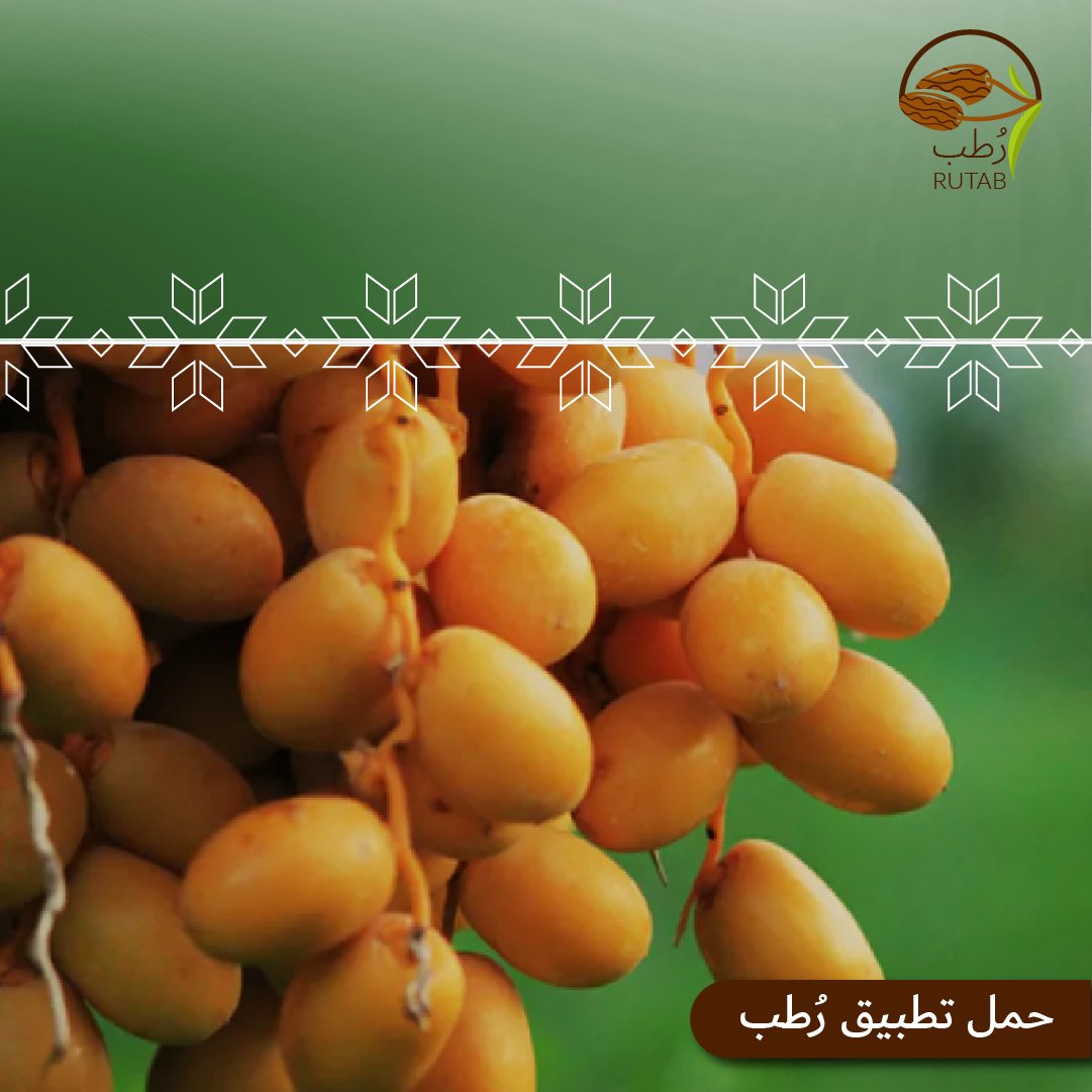rutab_app's tweet photo. ⚜️نخيل البرحي⚜️
يُعتبر هذا النوع من أجود أنواع التمور السعودية، وتتميز النخلة بشكلها الجذاب، وسعفها الأخضر اليانع، وجذعها العريض، ويعتبر هذا النوع من النخيل المصدر الأول للتصدير في العالم كاملًا لإنتاجه أفضل أنواع التمور على الإطلاق، ويكون لونها أصفر مائلاً للبرتقالي.

#رطب https://t.co/Tvup6myJcx