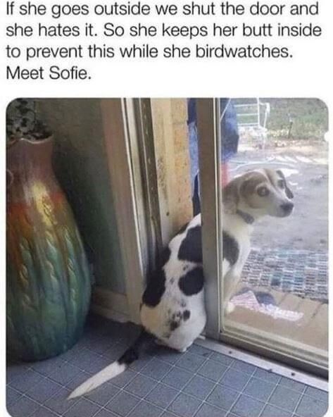 WholesomeMemes tweet media